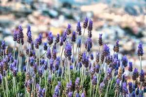 Lavender flowers in bloom with a scenic city view in the background, capturing nature's elegance. jigsaw puzzle