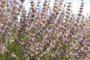 A vibrant close-up of blooming purple lavender flowers swaying gently in the breeze. jigsaw puzzle