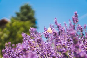 Close-up of a butterfly on blooming lavender flowers with a clear blue sky background. jigsaw puzzle