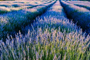 Vibrant lavender fields at sunset in Krnica, Croatia, showcasing natural beauty and tranquility. jigsaw puzzle