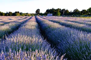 Vast lavender fields near Krnica, Croatia, captured at dusk with vibrant purple hues and lush greenery. jigsaw puzzle