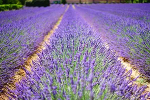 A beautiful and vibrant lavender field in Provence, perfect for natural landscape lovers. jigsaw puzzle