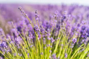 Vibrant lavender flowers blooming in a rural field capturing the essence of summer. jigsaw puzzle