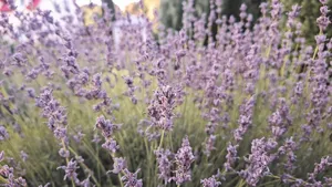 A serene close-up of lavender blossoms in full bloom, capturing their vibrant purple color. jigsaw puzzle