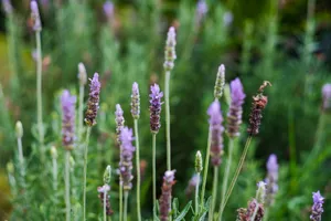 Blossoming violet flowers of aromatic evergreen shrub lavender of Lamiaceae family growing in lawn jigsaw puzzle
