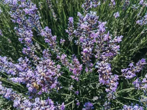 A beautiful close-up view of blooming lavender flowers showcasing their vibrant purple hues in a lush green setting. jigsaw puzzle