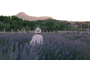 An adult woman walks through vibrant lavender fields with mountains in the background at sunset. jigsaw puzzle