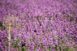 A vibrant field of blooming purple lavender flowers in Fredericksburg, TX, under the bright daytime sun. jigsaw puzzle