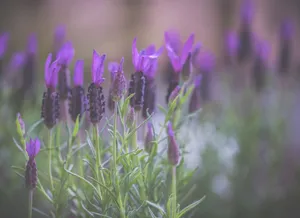 A serene close-up of purple lavender flowers in a field, showcasing their vibrant color in natural light. jigsaw puzzle