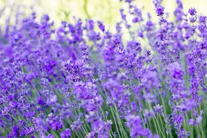 A beautiful close-up view of a vibrant lavender field in full bloom capturing the essence of summer. jigsaw puzzle