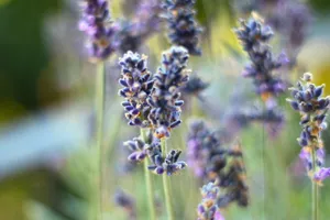 Vivid close-up of fragrant purple lavenders in full bloom, showcasing their delicate beauty. jigsaw puzzle