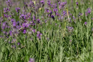Vibrant lavender flowers in a sunny field, capturing the essence of summer. jigsaw puzzle