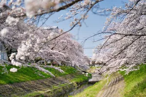 Beautiful cherry blossom trees in full bloom along a serene canal, capturing the essence of spring. jigsaw puzzle
