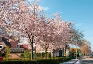 Beautiful cherry blossom trees along a quiet residential street during springtime. jigsaw puzzle