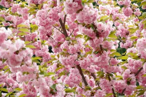 Vibrant pink cherry blossoms brightening up a spring day outdoors. jigsaw puzzle
