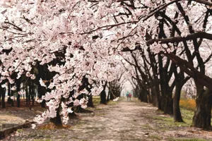 Beautiful cherry blossoms in full bloom along a peaceful pathway, capturing the essence of spring. jigsaw puzzle
