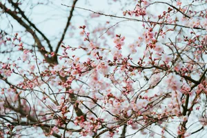 Close-up of cherry blossoms in full bloom during spring. Soft pastel hues. jigsaw puzzle