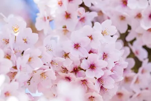 Vibrant pink cherry blossoms in full bloom on a sunny spring day. jigsaw puzzle