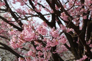 Stunning pink cherry blossoms with branches create a vibrant spring scene outdoors. jigsaw puzzle