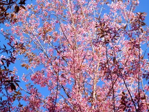 Beautiful cherry blossoms in full bloom contrasting against a bright blue sky, capturing the essence of spring. jigsaw puzzle
