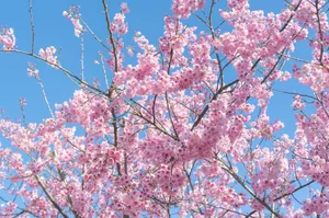 Gorgeous pink cherry blossoms in full bloom under a clear blue sky, representing spring beauty. jigsaw puzzle