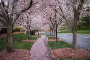 A tranquil path lined with blooming cherry blossom trees in springtime. jigsaw puzzle