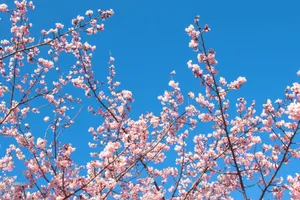 Beautiful cherry blossom branches against a clear blue sky in Shinjuku City, Tokyo. jigsaw puzzle