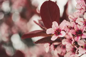 A cluster of cherry blossoms with rich pink petals and a soft bokeh background. jigsaw puzzle