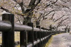 Scenic pathway lined with cherry blossoms in full bloom, perfect for springtime travel inspiration. jigsaw puzzle