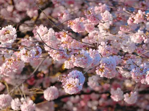 Beautiful close-up of pink cherry blossoms in full bloom during springtime. jigsaw puzzle