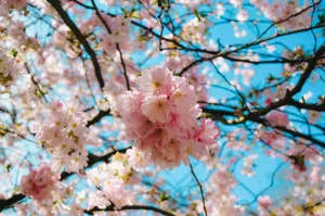 Stunning close-up of cherry blossoms against a clear blue sky, symbolizing nature's delicate beauty. jigsaw puzzle