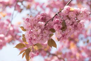 Close-up image of pink cherry blossoms in full bloom during spring. jigsaw puzzle