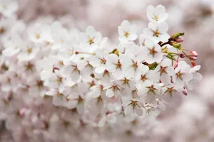Beautiful close-up of white cherry blossoms in full bloom during spring. jigsaw puzzle