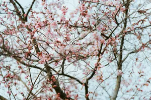 Delicate cherry blossoms on branches captured in early spring. jigsaw puzzle