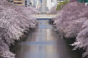 Beautiful cherry blossom trees lining a river with a bridge in urban Japan. jigsaw puzzle