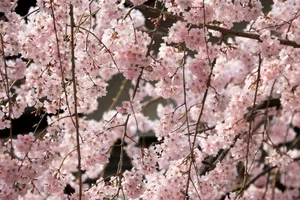 Close-up of pink cherry blossoms blooming outdoors, showcasing spring's beauty. jigsaw puzzle