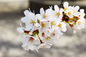 Beautiful close-up of cherry blossoms in full bloom during spring in Japan. jigsaw puzzle