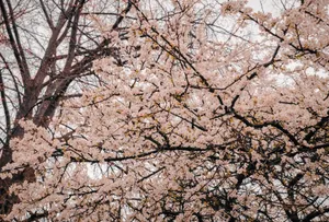 A captivating view of cherry blossoms in full bloom against a tree backdrop during spring. jigsaw puzzle
