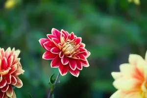 Close-up of a vibrant red dahlia flower blooming in a lush garden setting. jigsaw puzzle