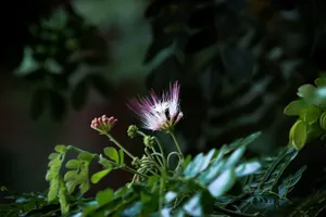 Beautiful capture of a pink powderpuff flower with delicate petals and natural light in a tropical setting. jigsaw puzzle
