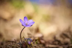 Vibrant purple flower blooming alone in soft-focus natural setting, signifying new beginnings. jigsaw puzzle