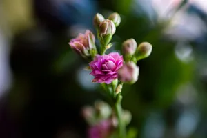 Close-up of a vibrant pink flower in bloom surrounded by green buds against a blurred background. jigsaw puzzle