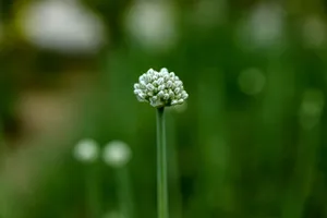 Macro shot of an emerging onion flower bud in a green garden setting, showcasing detailed textures. jigsaw puzzle