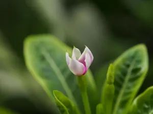Close-up of a pink flower bud amidst lush green leaves in South Jakarta garden. jigsaw puzzle