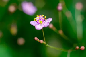 Vibrant close-up of a pink flower against a lush green background, highlighting delicate petals and stamens. jigsaw puzzle