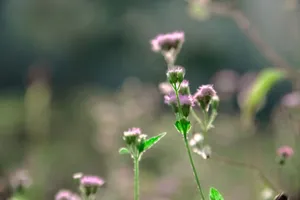Macro shot of pink wildflowers with a beautiful bokeh background, highlighting the delicate nature of flora. jigsaw puzzle