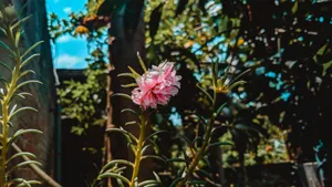 Close-up of a blooming pink flower in a sunlit garden with lush green backdrop. jigsaw puzzle