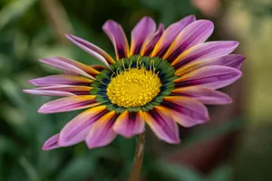 A detailed view of a colorful Gazania flower showcasing its vibrant petals and intricate center. jigsaw puzzle