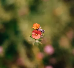 Vibrant erysimum cheiri flowers captured in shallow focus against a blurred background. jigsaw puzzle