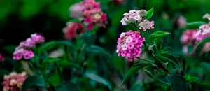 Close-up of colorful lantana flowers in full bloom, showcasing vibrant hues and green foliage. jigsaw puzzle